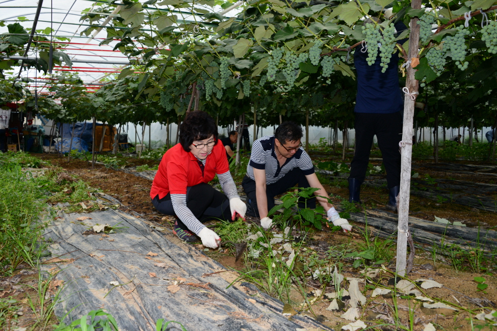 옥천군의회 농촌 봉사활동