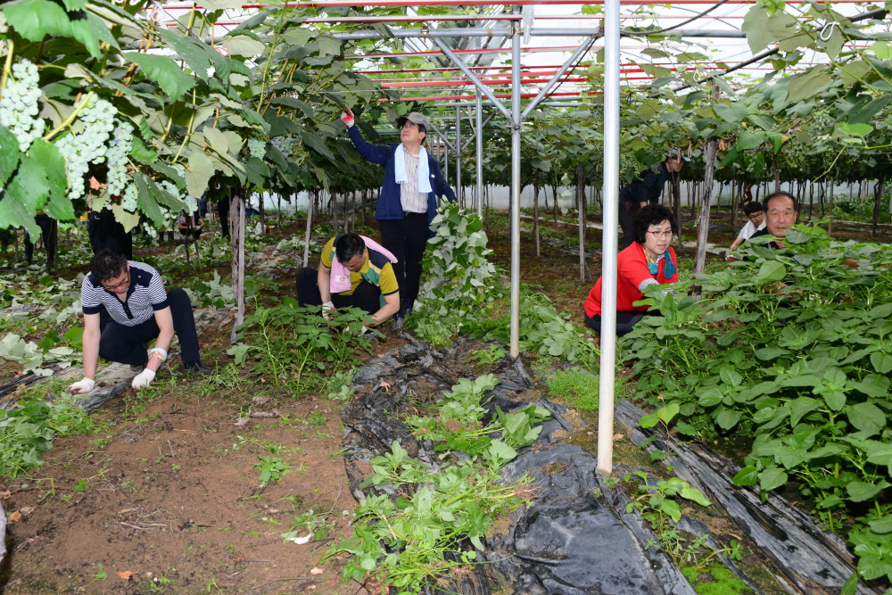 옥천군의회 농촌 봉사활동