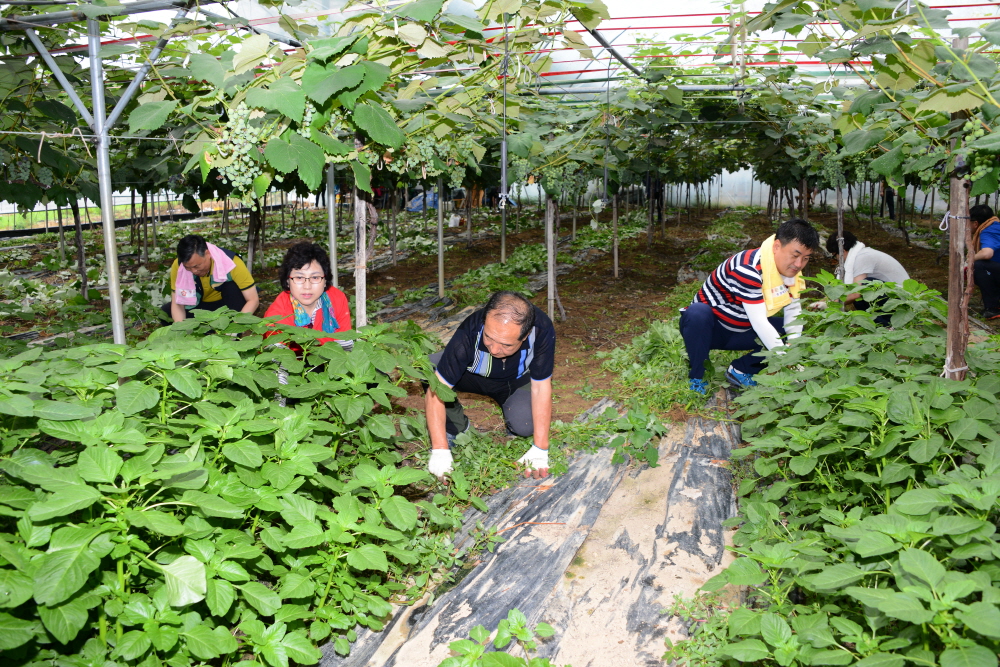옥천군의회 농촌 봉사활동