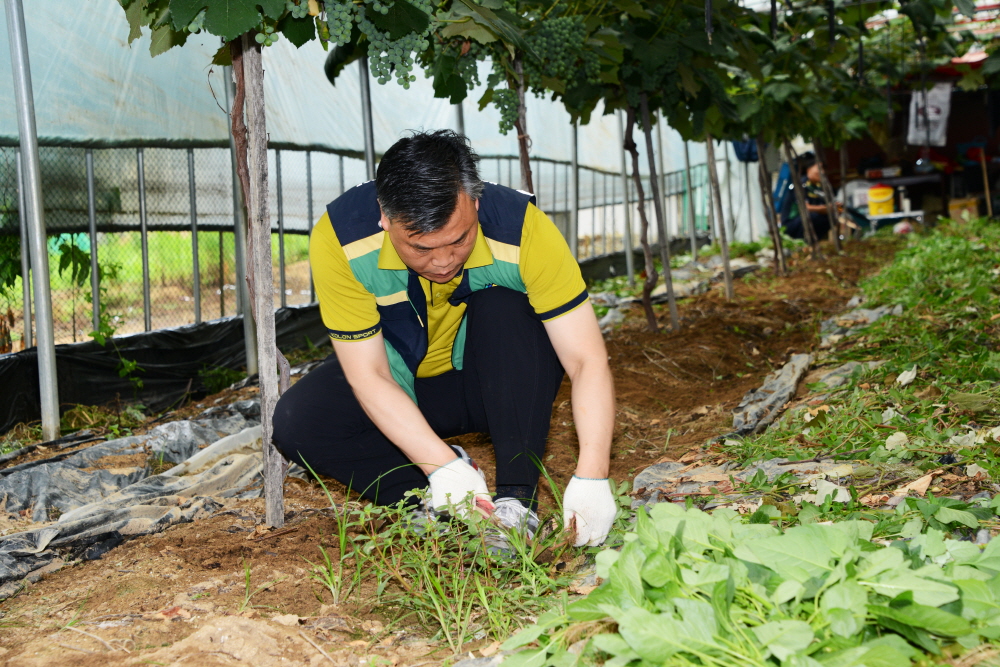 옥천군의회 농촌 봉사활동