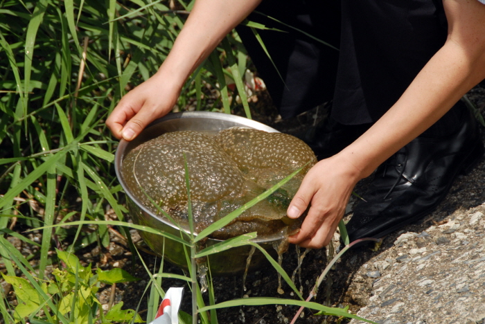 청산면 보청천 태형동물 발생 현장 확인
